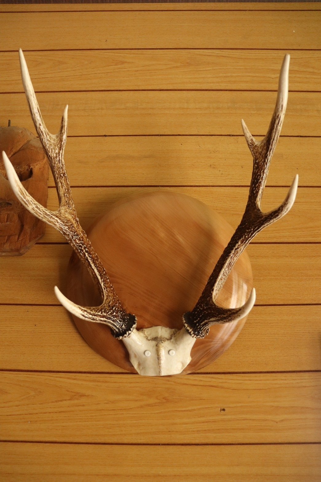 ハンティングトロフィー ハンティングトロフィー | Legacy Market［レガシーマーケット