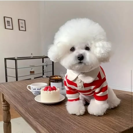 ボーダーポロシャツ（Red）
