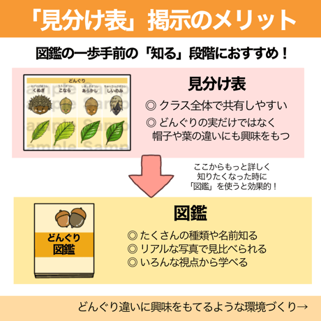 【データ】どんぐり見分け表＆イラスト表示
