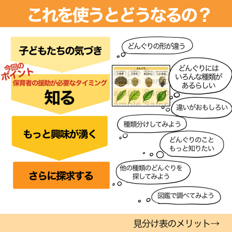 【データ】どんぐり見分け表＆イラスト表示