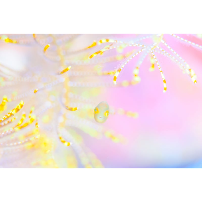 「EARTH COLORS」むらいさち写真集 ラッピング不可】 EARTH COLORS」むらいさち写真集 アート