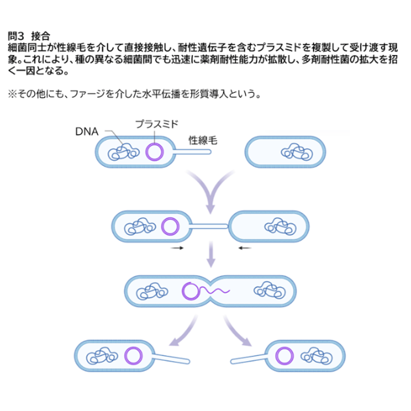 金沢大学 医学類 学士編入｜生命科学 実戦予想模試 3回分 金沢大学】 2026年度入試 解答解説 医学部学士編入 | 医学部学士編入塾Cell