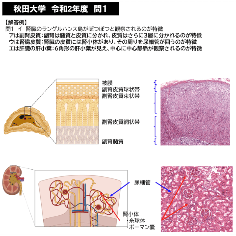 秋田大学】 2020年度入試 解答解説 医学部学士編入 | 医学部学士編入塾Cell