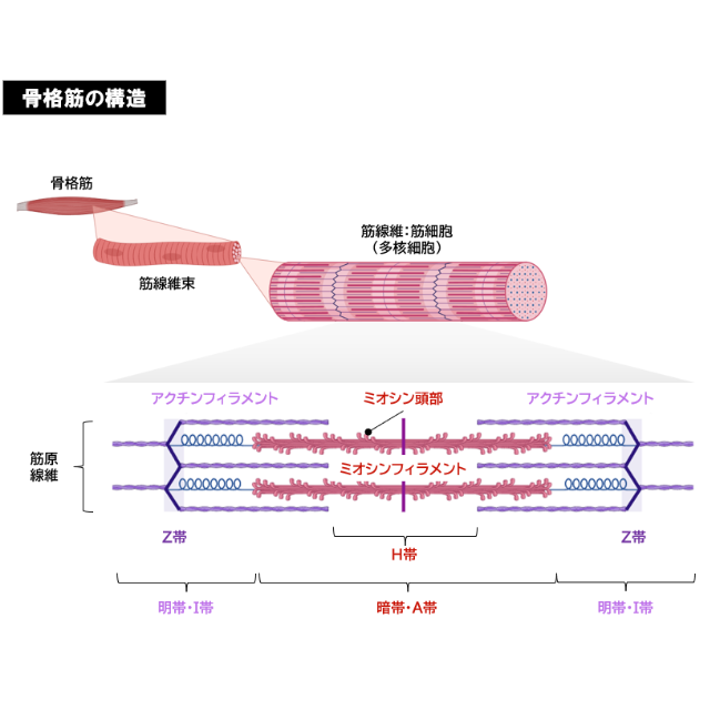 金沢大学】 2026年度入試 解答解説 医学部学士編入 | 医学部学士編入塾Cell