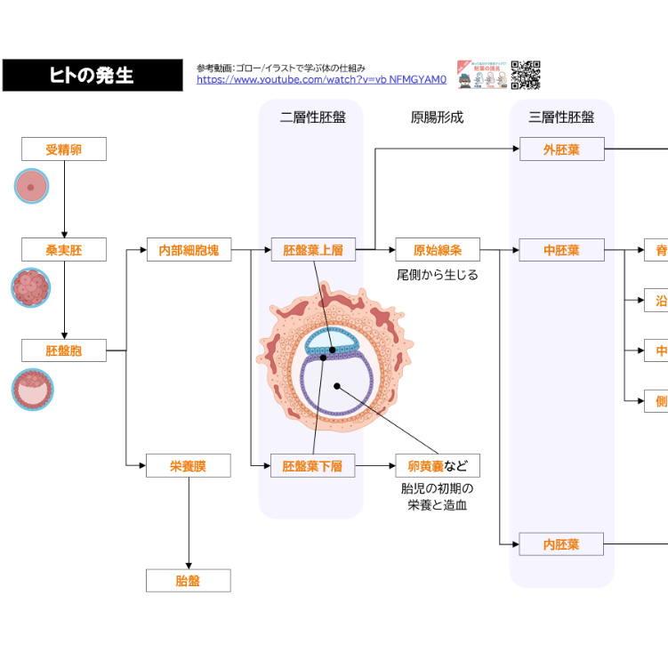 高知大学】 2026年度入試 解答解説 医学部学士編入 | 医学部学士