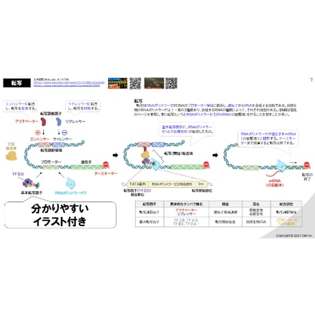 【テキスト＋問題集】 分子細胞生物学 12章