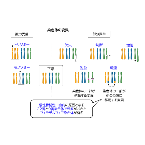 1.旭川医科大学医学部学士編入試験8年分　オリジナル対策パック 旭川医科大学】 2026年度入試 解答解説 医学部学士編入 | 医学部学士