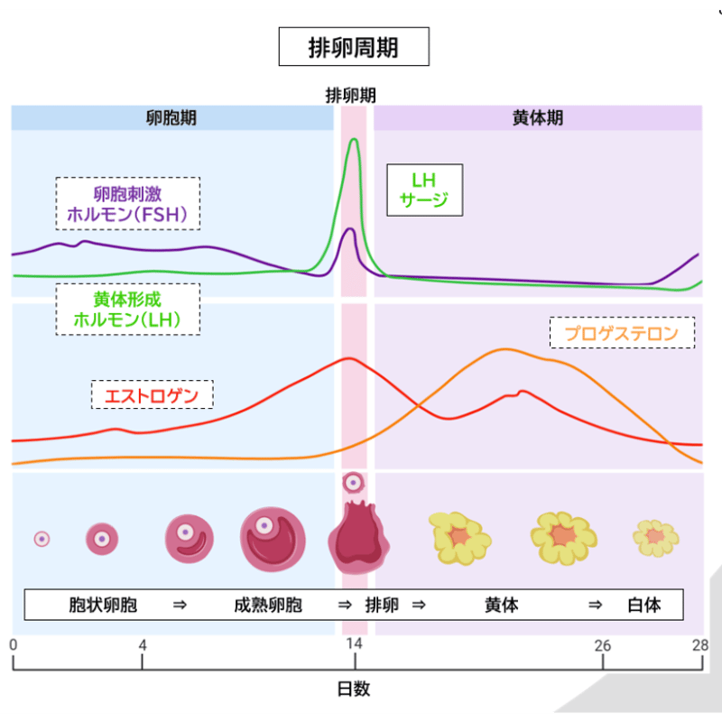 旭川医科大学】 2026年度入試 解答解説 医学部学士編入 | 医学部学士