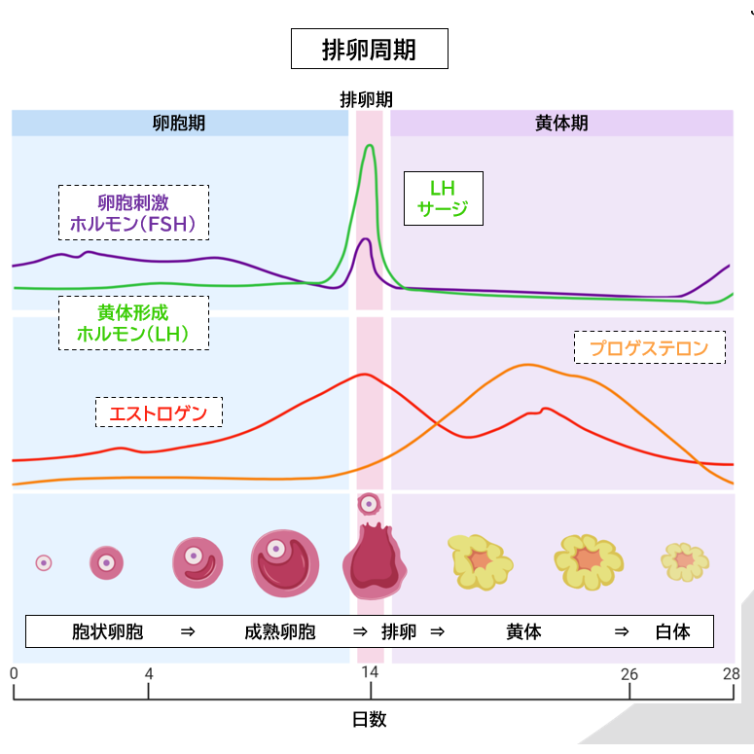 旭川医科大学】 2026年度入試 解答解説 医学部学士編入 | 医学部学士