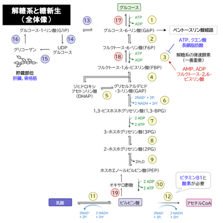 【鹿児島大学】 2026年度入試　解答解説　医学部学士編入