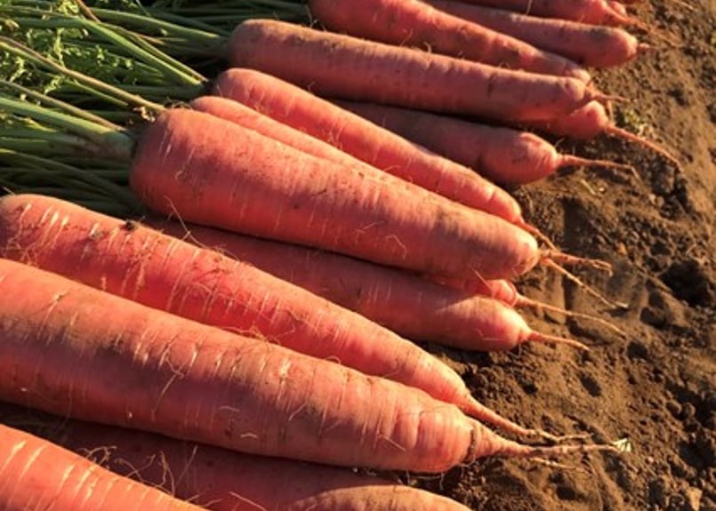 みーちゃんのにんじんジュース【大サイズ・1000ml】1本・ギフト