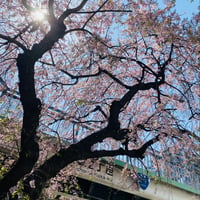 街の片隅の桜の木