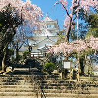 桜と城