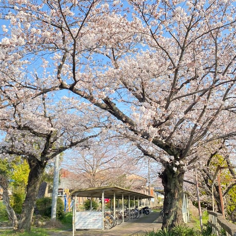 自転車置き場の桜の木