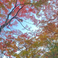 見上げたら紅葉