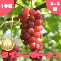 ◯9月中旬から発送予定◯【特選】クイーンルージュ　1kg/2~3房
