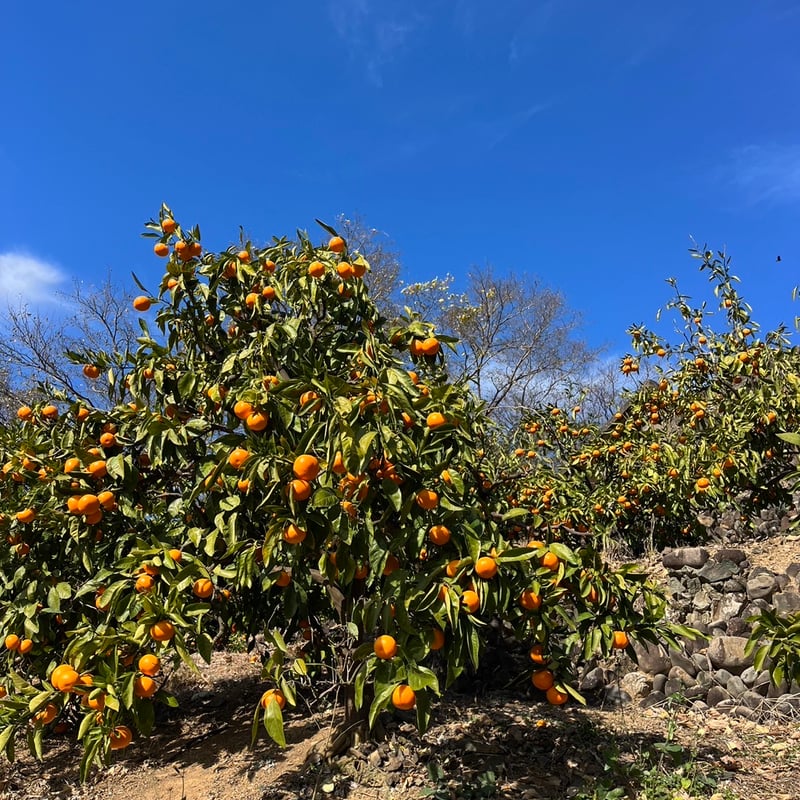 有田みかん3kg | Farmers land