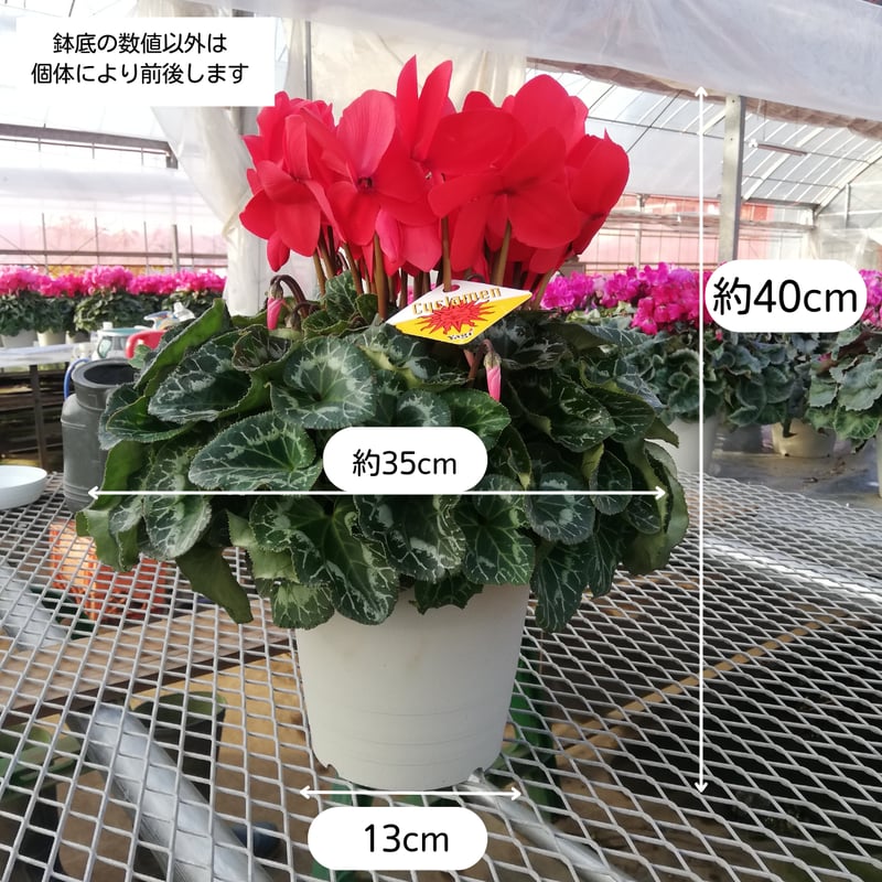 シクラメン(フリンジ系)6号鉢 | Farmers land