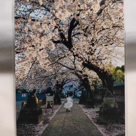 埼玉神社 桜