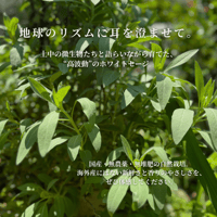 巫女るきのホワイトセージ〈自然栽培／祝詞奏上・月光浴清め〉