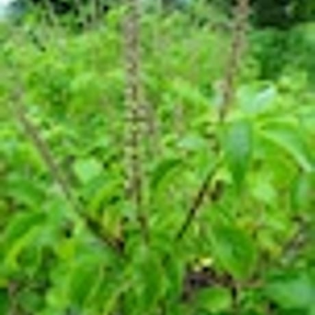 フレンチバジル　Ocimum basilicum　自然栽培