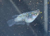 メダカ産卵床 6個セット | アクアリウムわかば公式ネットショップ