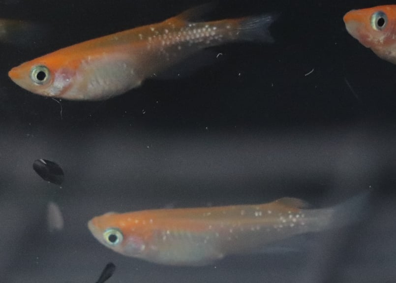 メダカちゃん 朱赤ラメ メダカ 20匹 +α 【死着保証あり】 | アクアリウム