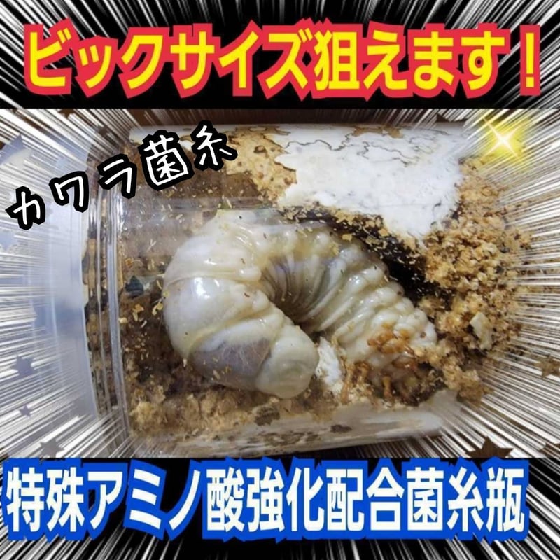 昆虫用品 極上！カワラタケ菌糸瓶【6本】特殊アミノ酸強化配合