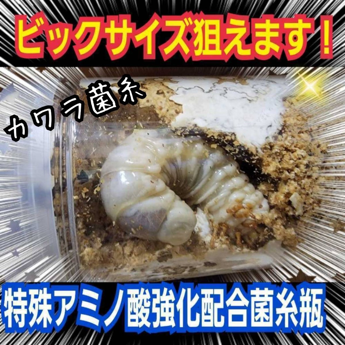 極上！カワラタケ菌糸瓶 1100ml【6本セット】クワガタ全般に使えます