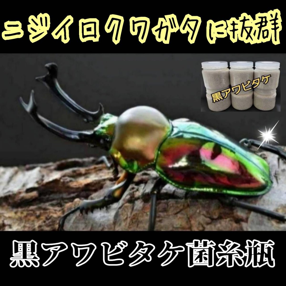 貴重！黒アワビタケ菌糸瓶【6本セット】特殊アミノ酸強化配合