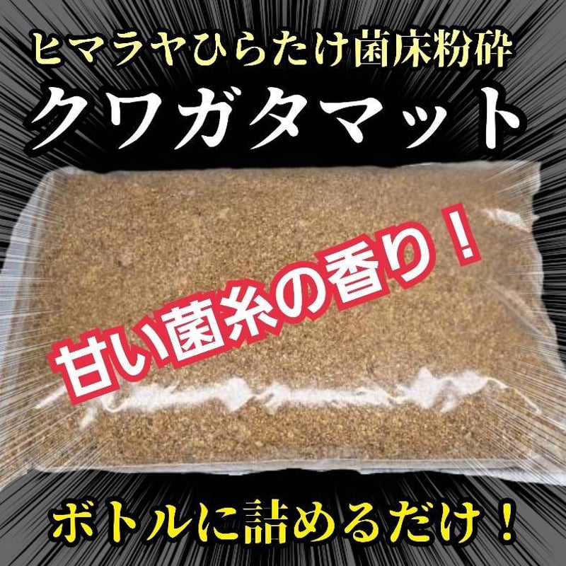 極上！ヒマラヤひらたけ菌糸ブロック【8個】初菌のみ使用！国産オオクワ85ミリ実績 極上！初菌で作成☆ヒマラヤひらたけ菌糸ブロック☆トレハロース