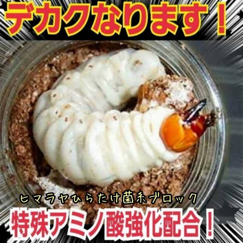 極上！初菌で作成☆ヒマラヤひらたけ菌糸ブロック☆トレハロース