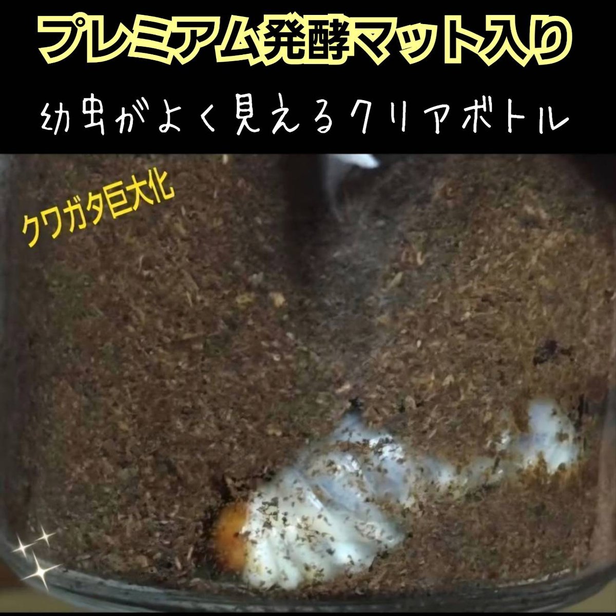 クワガタ幼虫を入れるだけ！便利！1000mlボトル入り【6本セット