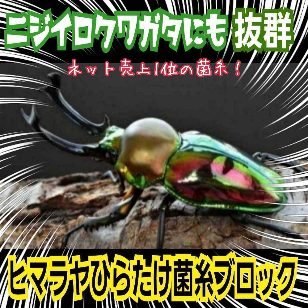 極上！初菌で作成☆ヒマラヤひらたけ菌糸ブロック☆トレハロース