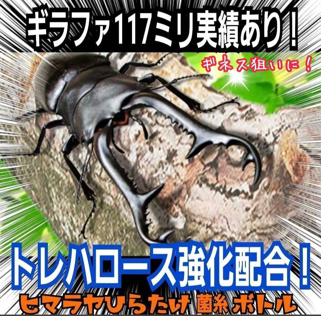 極上！ヒマラヤひらたけ菌糸瓶 800ml【4本セット】ニジイロクワガタに