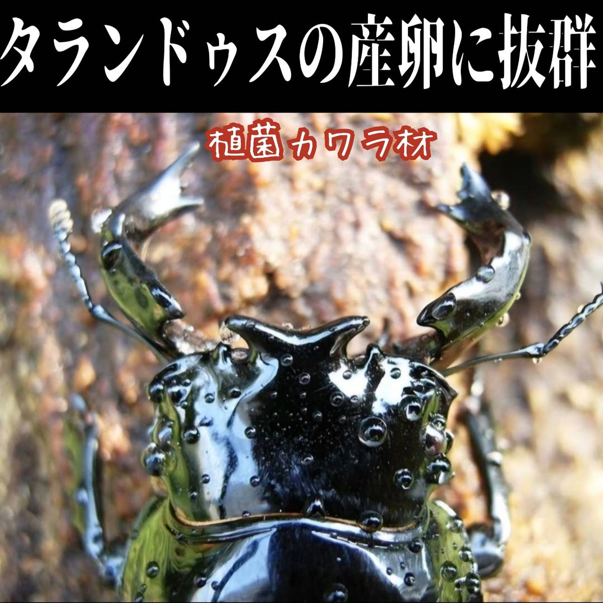 クワガタの産卵木はコレが最強！ カワラタケ植菌材【2本セット