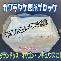 極上！初菌で作成☆ヒマラヤひらたけ菌糸ブロック☆トレハロース