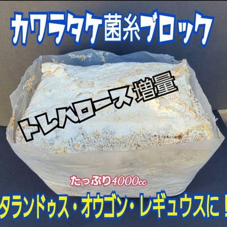 極上！ヒマラヤひらたけ菌糸ブロック【7個】トレハロース強化配合！オオクワに抜群！ 極上！初菌で作成☆ヒマラヤひらたけ菌糸ブロック☆トレハロース