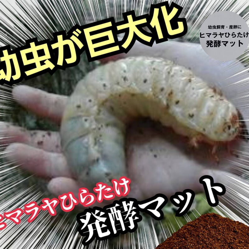 国産カブトムシにお薦め！ヒマラヤひらたけ菌床発酵マット【10リットル