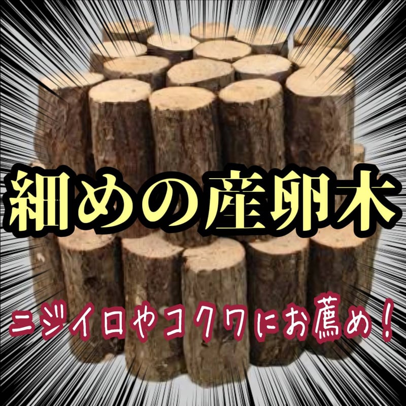 産卵木【6本セット】 クヌギ・コナラ ニジイロクワガタやコクワなど