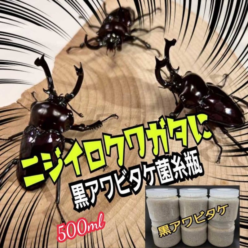 貴重！黒アワビタケ菌糸瓶【6本セット】特殊アミノ酸強化配合