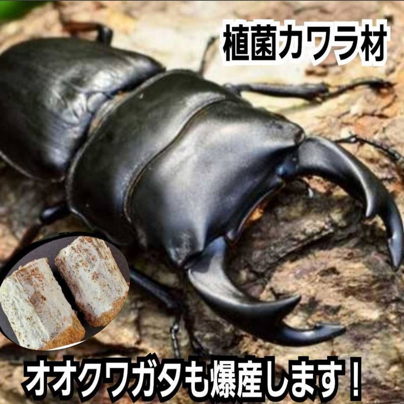 特大Lサイズ クワガタの産卵木はコレが最強！ カワラタケ植菌材