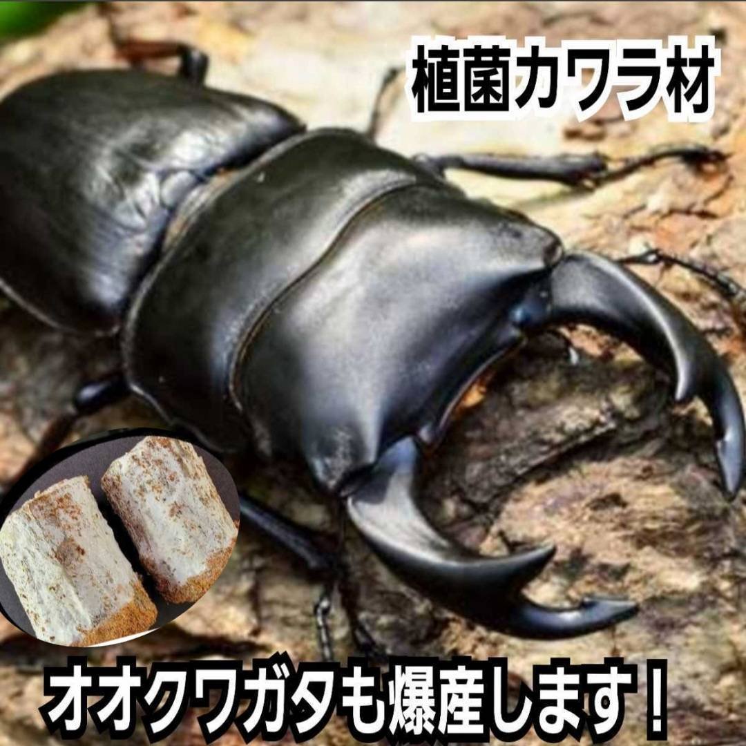 特大Lサイズ クワガタの産卵木はコレが最強！ カワラタケ植菌材