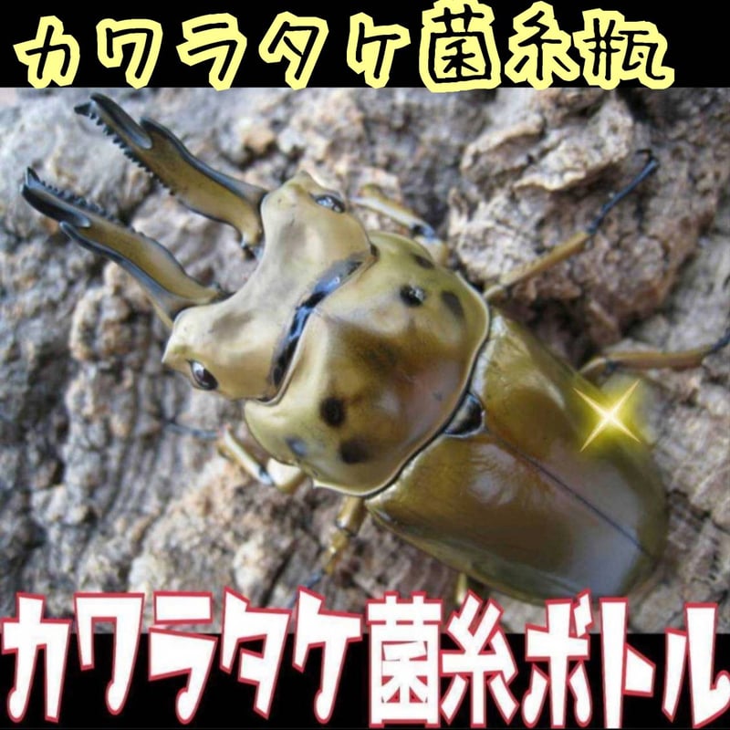 ペット用品 極上！カワラタケ菌糸瓶【4本】特大1500ml 特殊アミノ酸