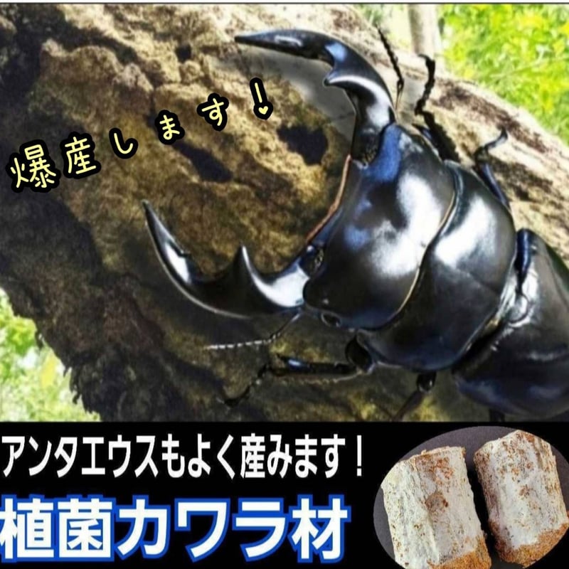 クワガタの産卵木はコレが最強！ カワラタケ植菌材【2本セット
