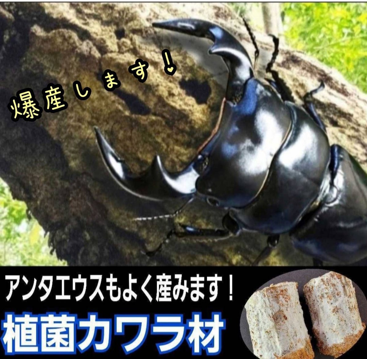クワガタの産卵木はコレが最強！ カワラタケ植菌材【2本セット