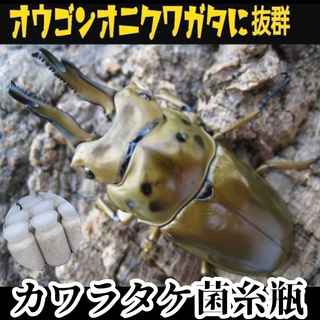 極上！カワラタケ菌糸瓶 1100ml【6本セット】クワガタ全般に使えます