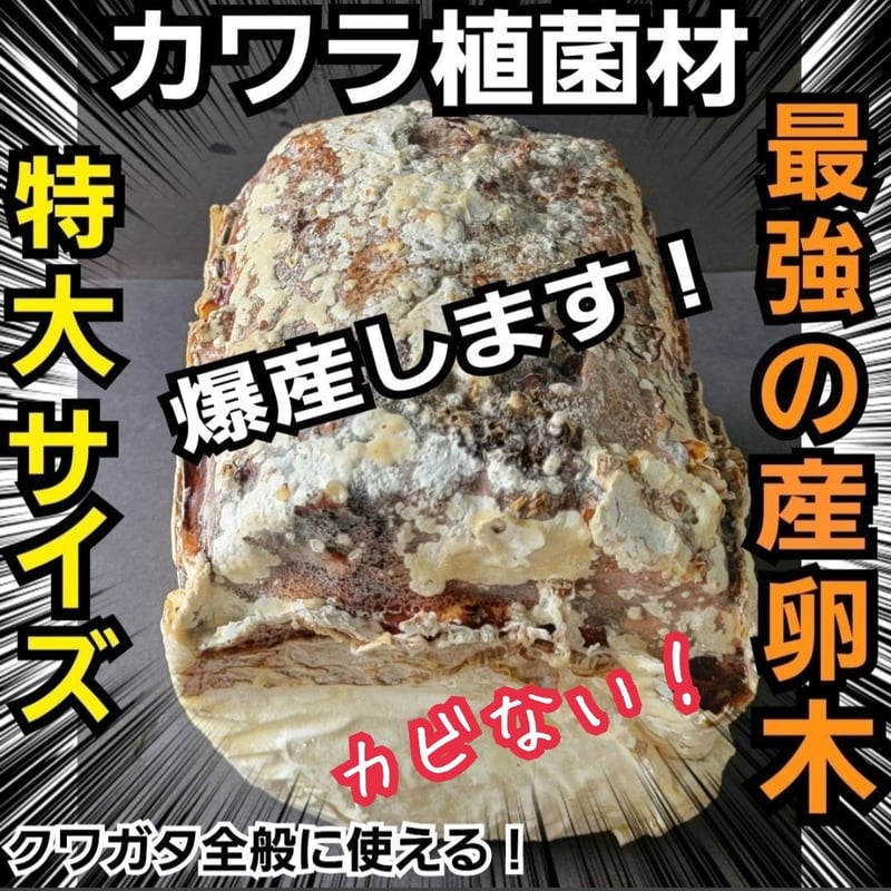 特大Lサイズ クワガタの産卵木はコレが最強！ カワラタケ植菌材