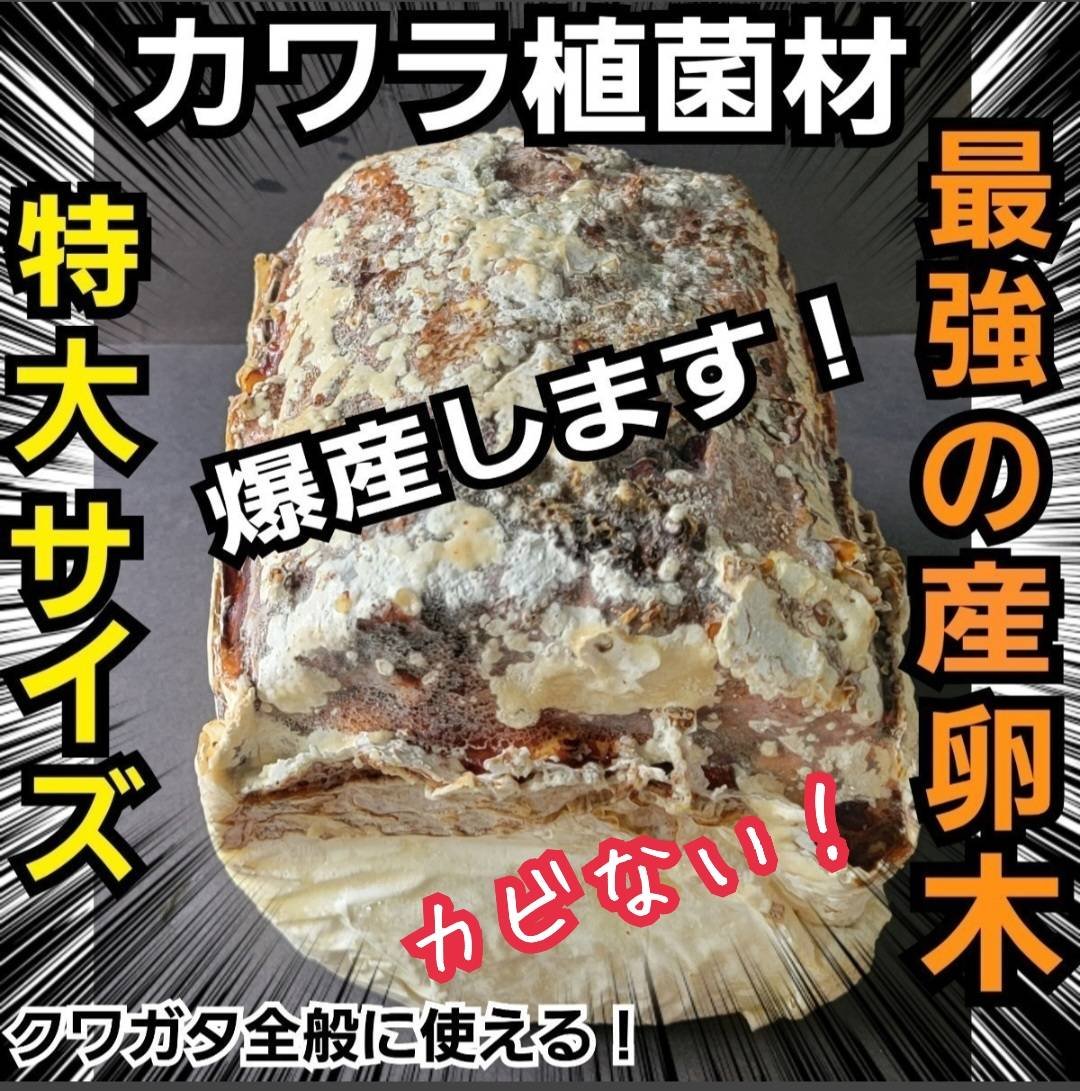 特大Lサイズ クワガタの産卵木はコレが最強！ カワラタケ植菌材