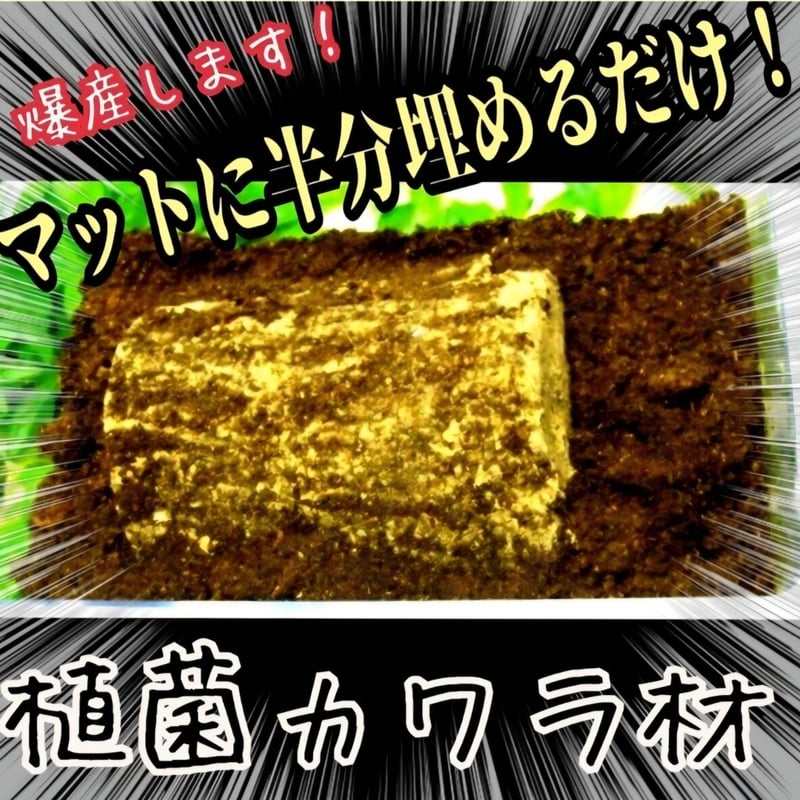 特大Lサイズ クワガタの産卵木はコレが最強！ カワラタケ植菌材